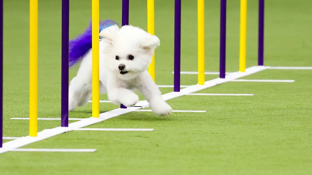 Westminster Show's Canine Athletes Get Their Piece of Super Bowl Weekend