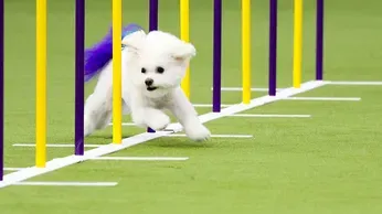 Westminster Show's Canine Athletes Get Their Piece of Super Bowl Weekend